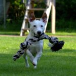 terrier-1497505_1920